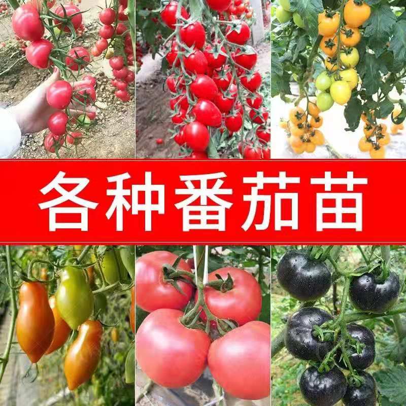 寿光市 高质量d番茄种籽西红柿种子种苗适合越冬，冬天
