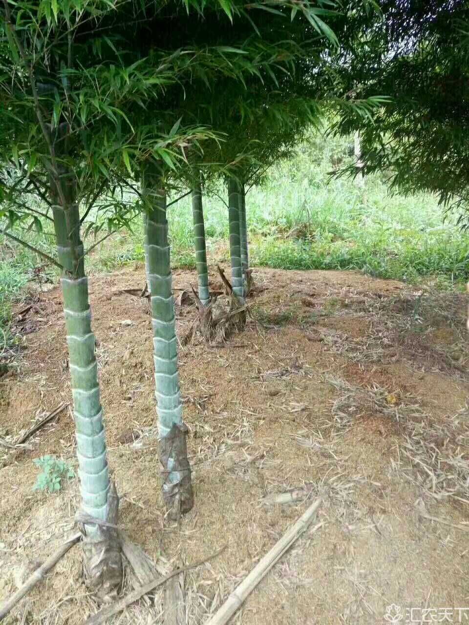  大量供应龟甲竹苗  龟甲竹 龟甲竹价格 龟甲竹苗批发