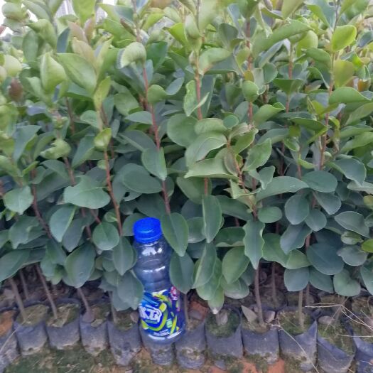 广州油茶苗 白花油茶袋苗，25-70高，量大从优！