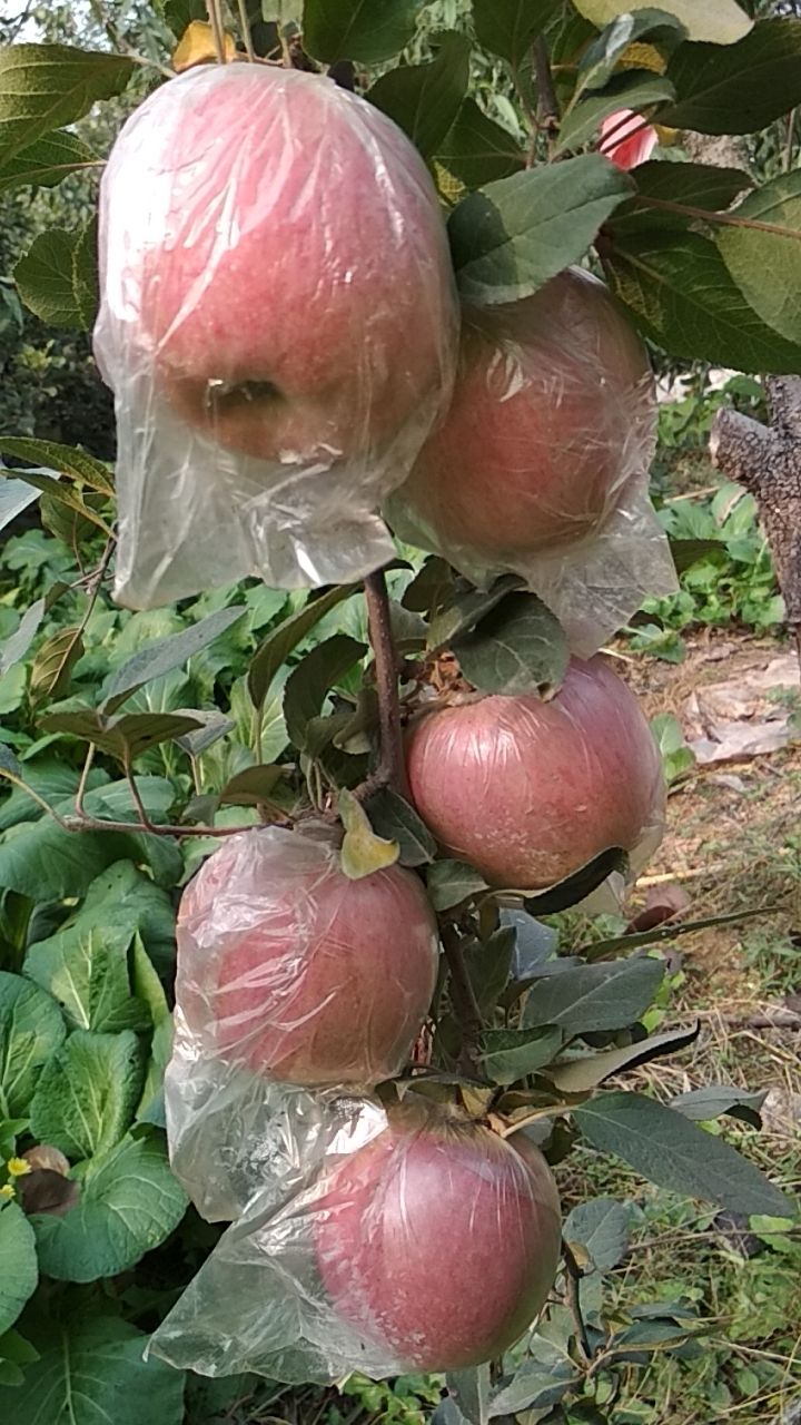 长富2号苹果 红富士长富二号大量上市