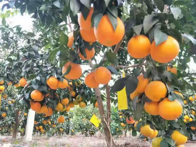 美人红柑桔苗 红美人袋装橘子苗地径1.7公分至2公分