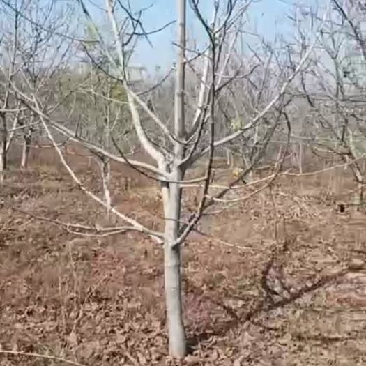 嵩县麻核桃树苗 优质四年挂果品种大核桃树，有需的朋友请联系