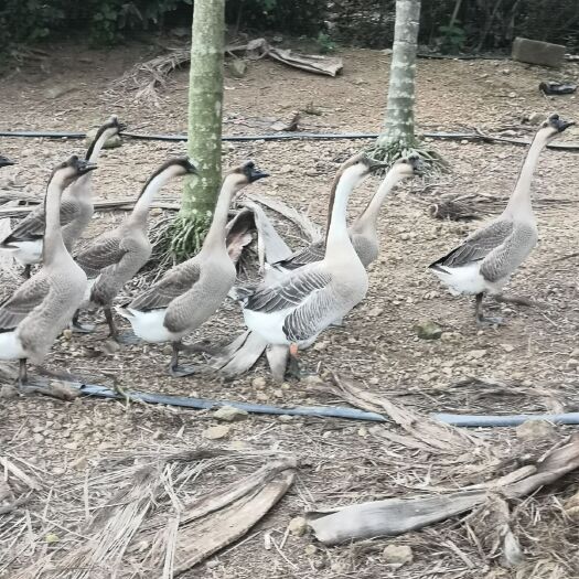 乐东县 纯散养马岗鹅，大种阳江鹅
