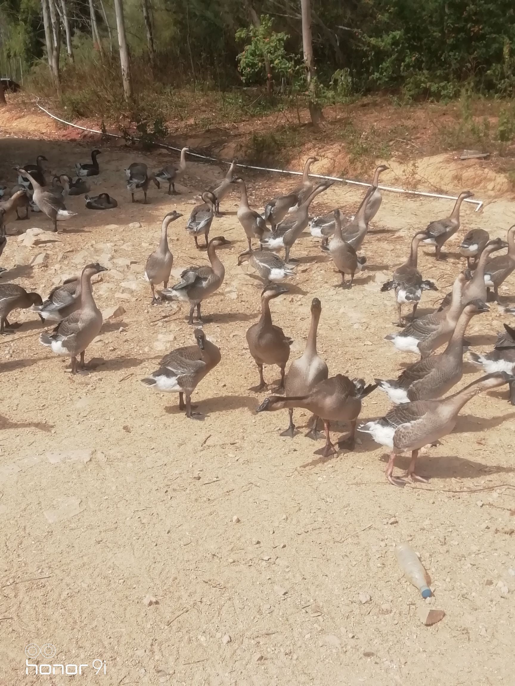  皮脆肉滑黑棕鹅