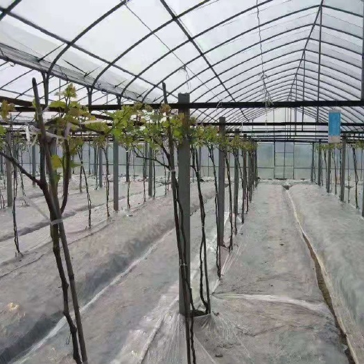 沭阳县 搭建养殖大棚，蔬菜育苗大棚，大棚钢管生产批发