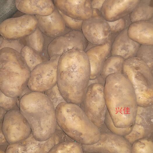 多伦县 代收多伦，围场，宝昌，沽源产区个品种土豆，诚实守信，合作共