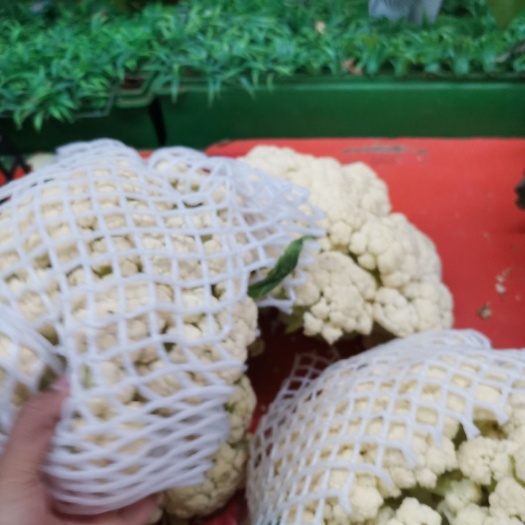 白花菜花 花菜，