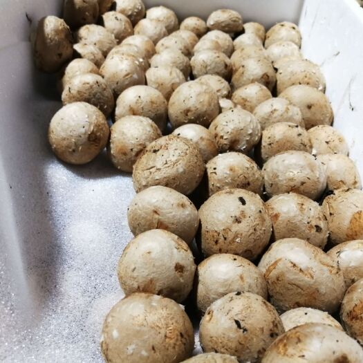 洛阳褐蘑  牛排菇8-10cm、价格优惠、欢迎批发商来电合作