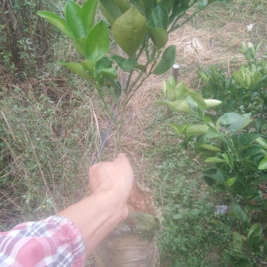 鹿寨县桂橙一号苗 桂橙一号鹿寨无核蜜橙杯苗