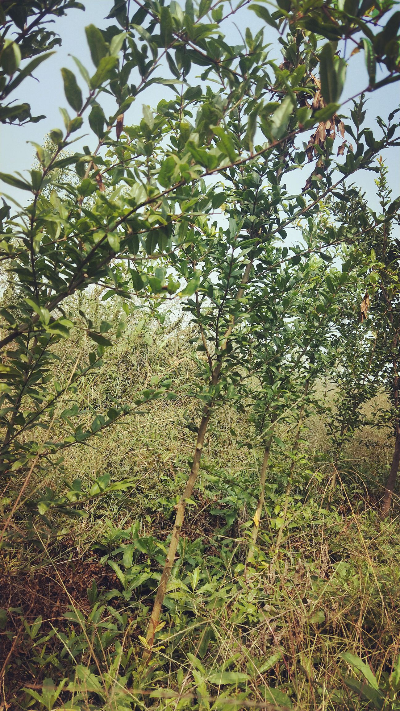  供应突尼斯石榴树苗