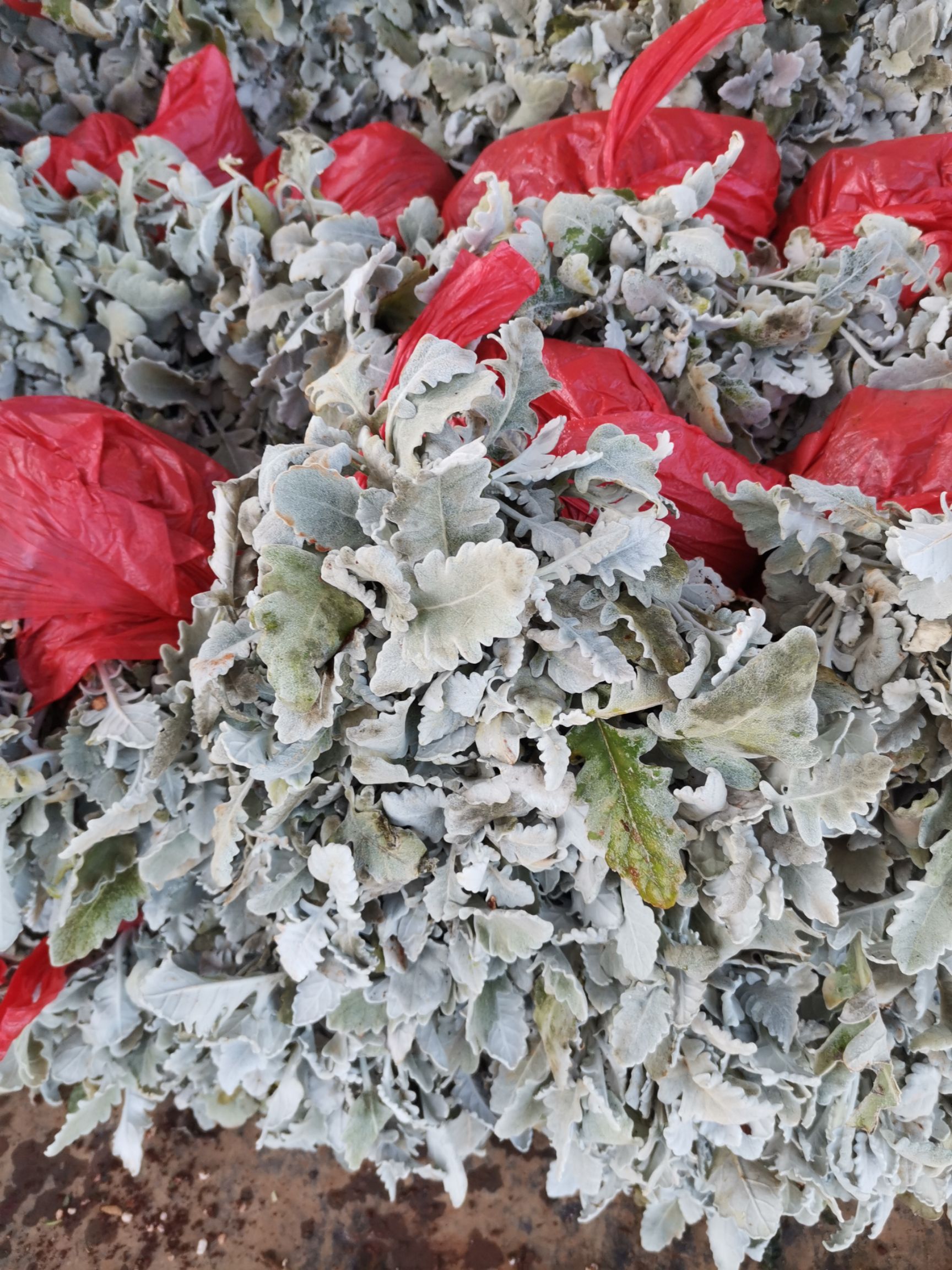 银叶菊银叶菊种苗银叶菊花种苗观赏叶