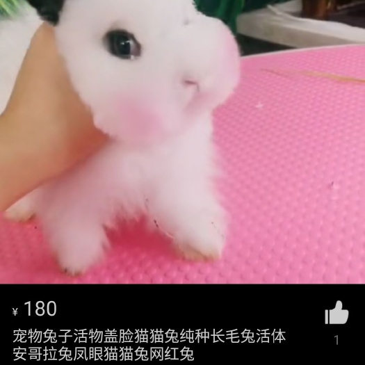 鹿邑县 凤眼猫猫西施猫猫兔，道奇猫猫兔，侏儒兔，垂耳兔。包活保健康
