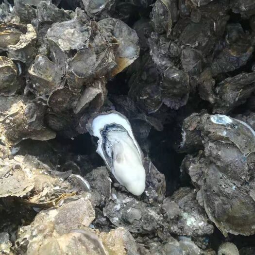 珠海珠海生蚝 干净薄壳成数高