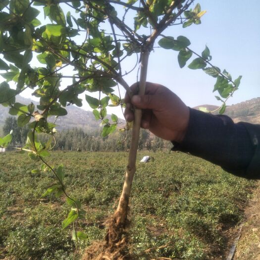 平邑县四季金银花苗  四季树型金银花二年到三年苗，一公分到两公分的