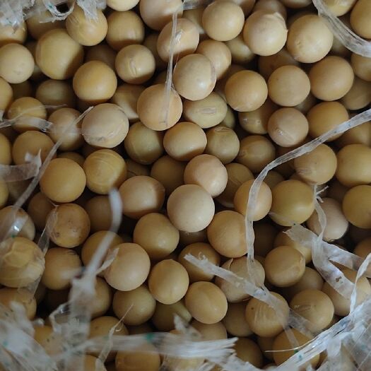 泰州 非转基因大豆价格低蛋白高