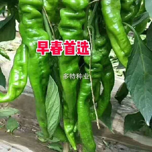 寿光市螺丝椒种子，大果薄皮、陇椒种子 绿螺1号