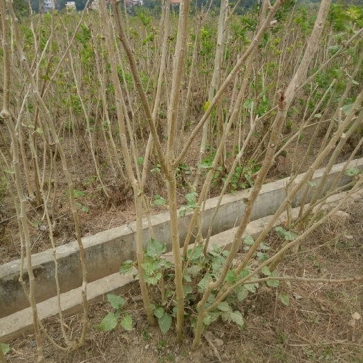 郁南县桑树枝  清肝明目，请饮夏桑菊，中药材。