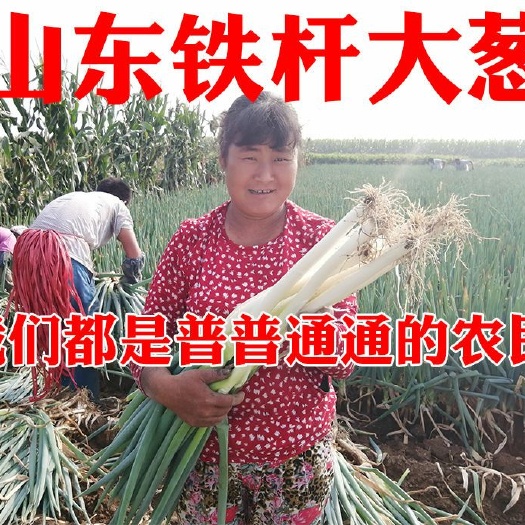 安丘市 安丘大葱铁杆钢葱常年供应