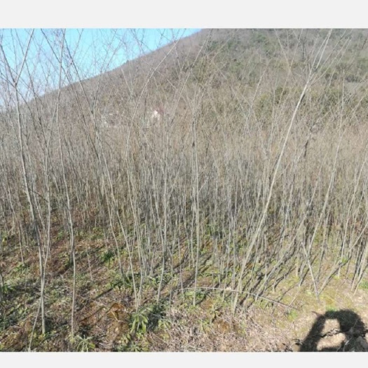 青阳县青檀树  青檀小苗 青檀树  荒山矿区绿化恢复推荐树种
