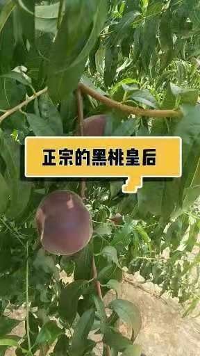 平邑县黑油皇后桃树苗 黑桃皇后树苗 品种正宗 包成活 死苗补发