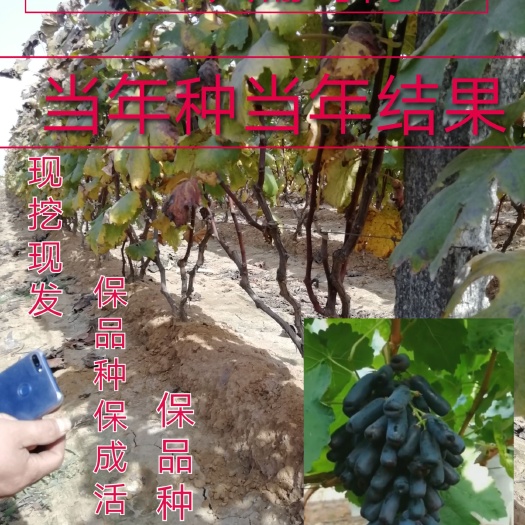 平邑县蓝宝石葡萄苗 当年挂果蓝宝石葡萄树苗，品种正宗，包成活，基地现挖现发