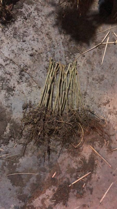 无籽大十果桑苗 果桑苗现挖