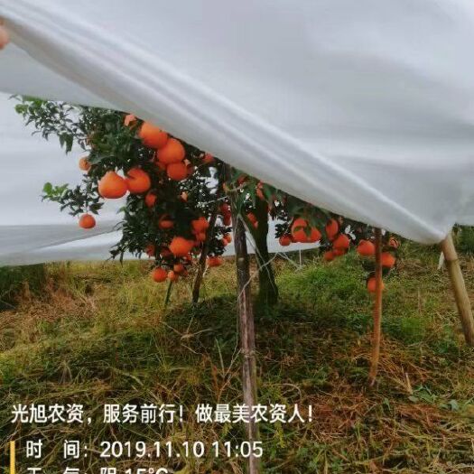 眉山爱媛38号柑桔 爱媛38果冻橙