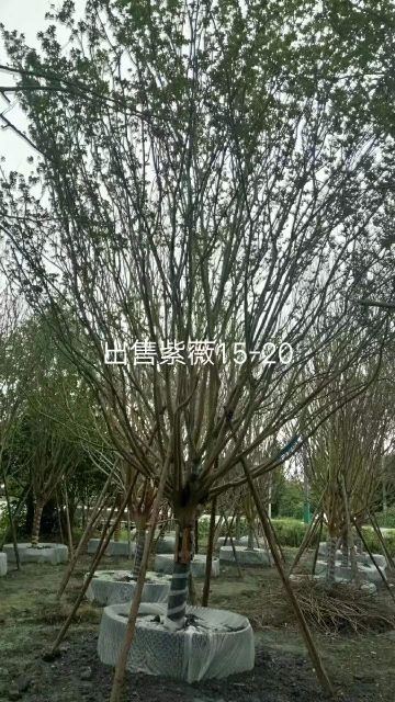 成都红花紫薇