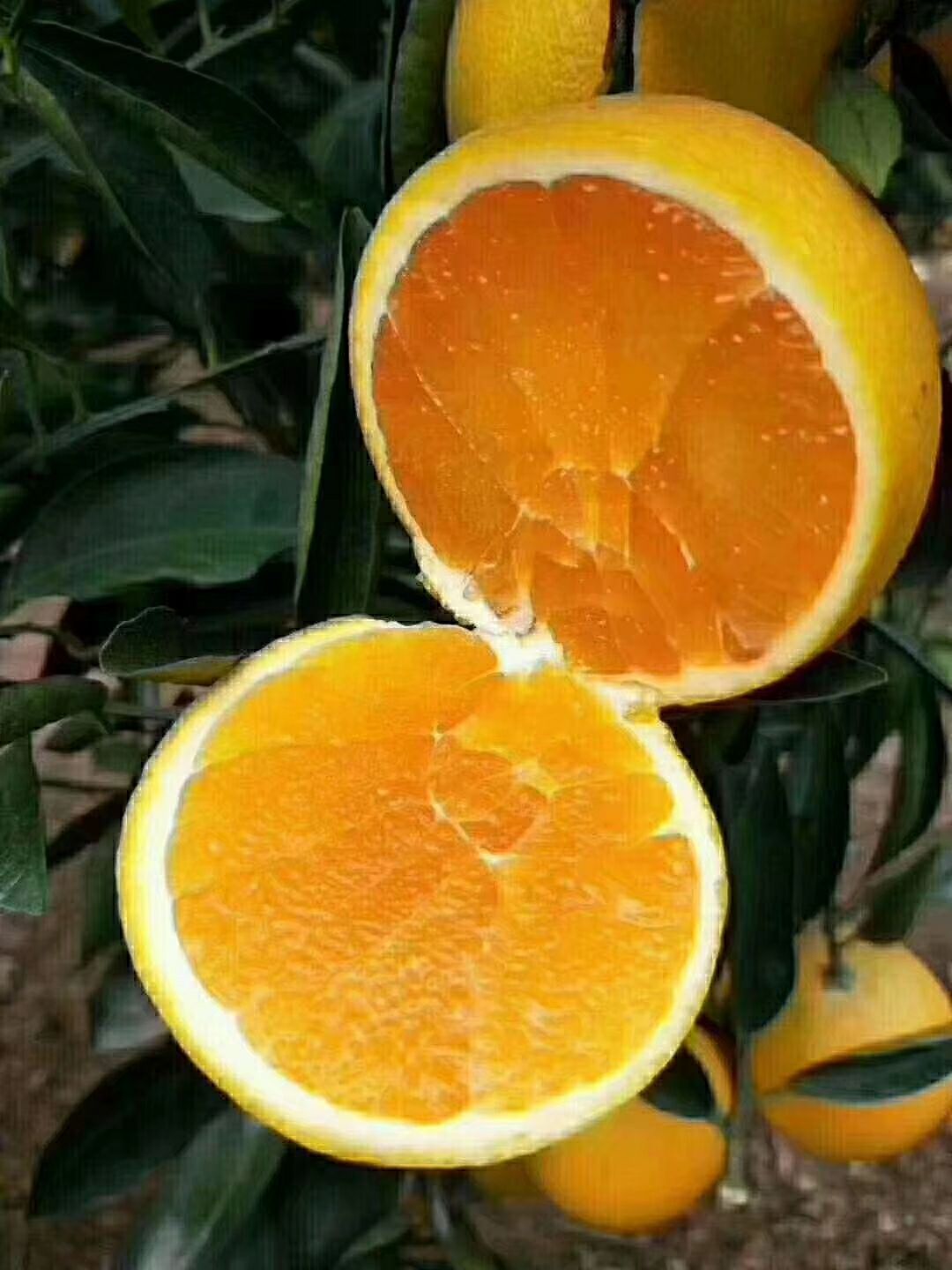 正宗赣南脐橙原产地供应规格60到100精品果