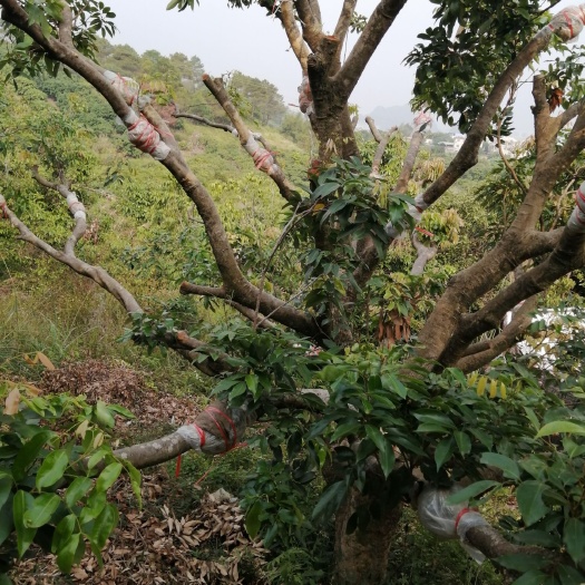 灵山县桂味荔枝苗 灵山正宗桂味剥枝大苗，成果快，成活率！！