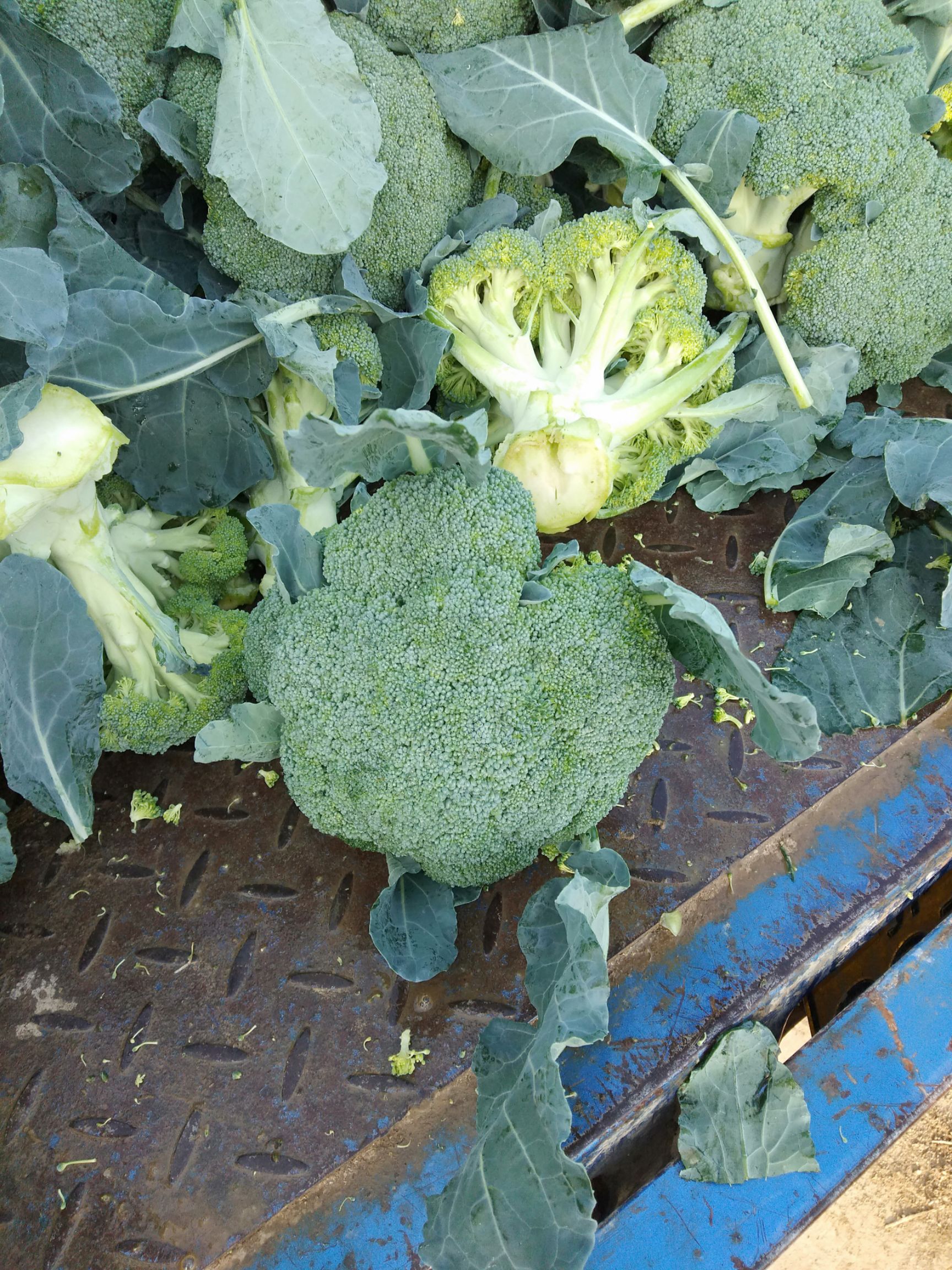 [台绿1号批发] 现在是西兰花菜出售旺季,望您过来详谈价格5000元/吨