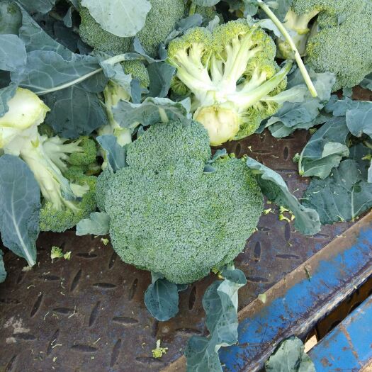 广州 现在是西兰花菜出售旺季，望您过来详谈
