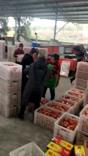 资中县塔罗科血橙 资中血橙 以上65