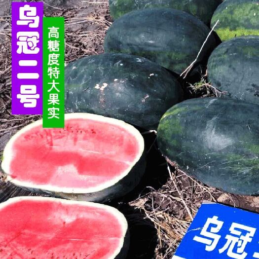 樟树市 【乌冠二号】黑皮西瓜种子春季高产巨型超甜大红瓤抗病正品