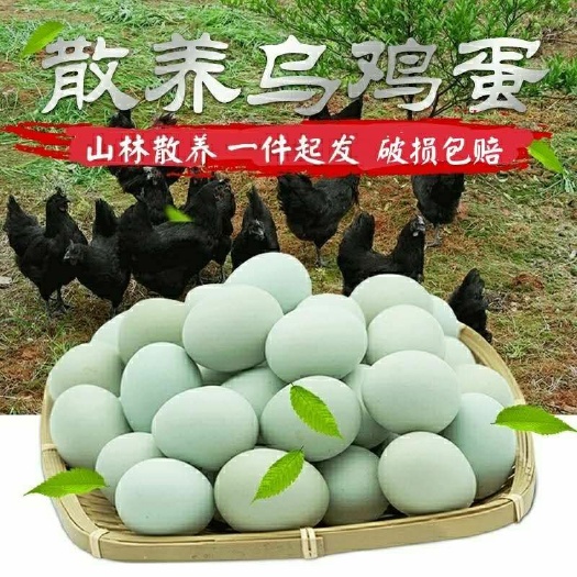 烟台散养乌鸡蛋 跑山鸡土鸡蛋(50枚/盒) 单件代发