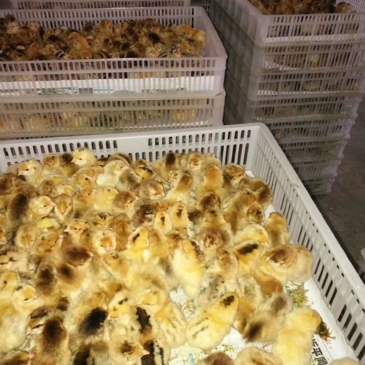 遵义快大黄鸡苗  供应大种青脚麻鸡 包回收提供饲料