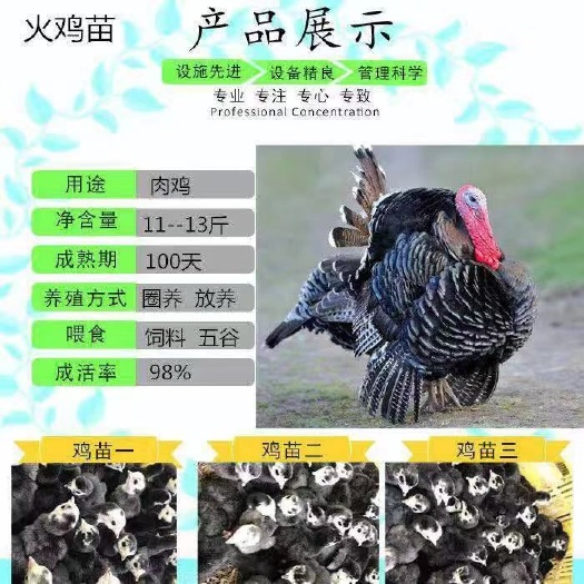 南宁火鸡苗 诚信交易孵化场直销一手货源，质量保证技术指导