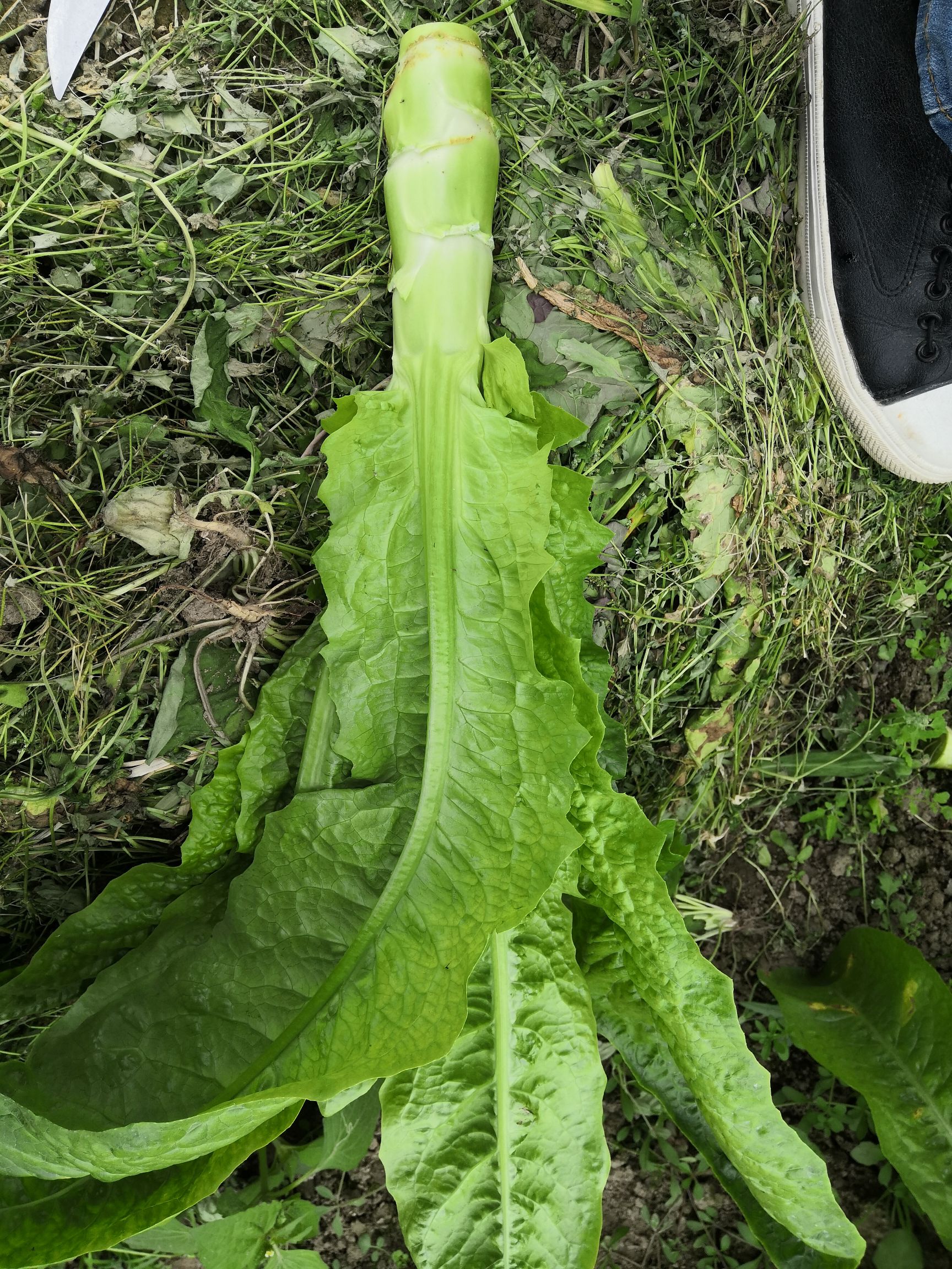 [竹筒青莴笋批发 莴笋价格0.8元/斤 惠农网