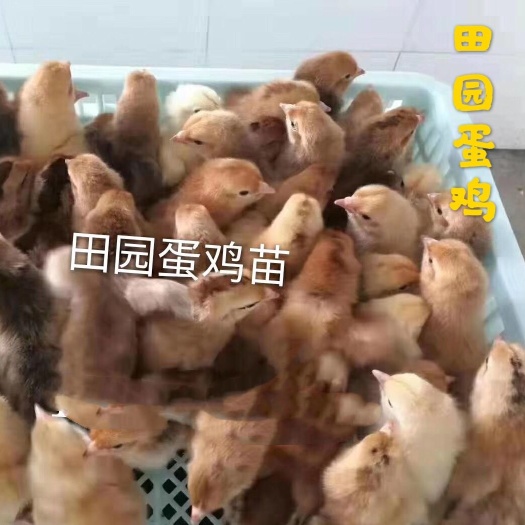 广州 田园鸡苗，包打疫苗，包运输成活，保证质量，基地直销