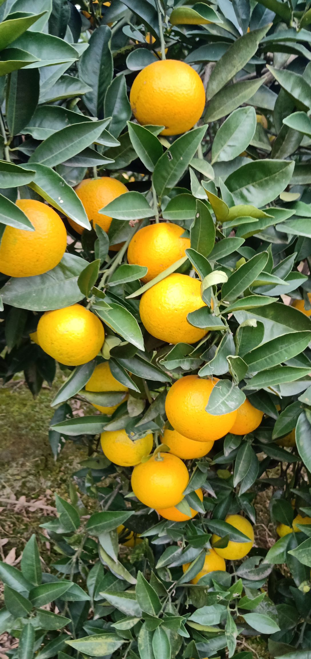 冰糖橙？