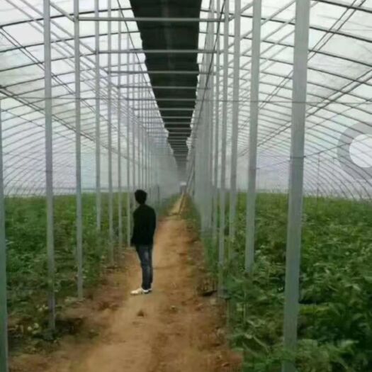 天津蔬菜大棚 厂家直销