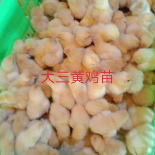 贵阳中三黄鸡苗和大三黄鸡苗，