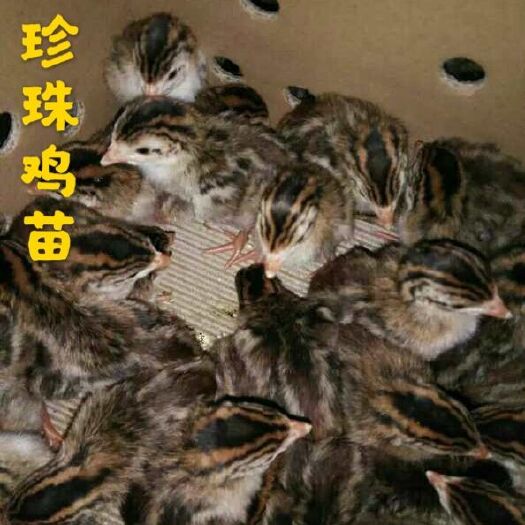 广州珍珠鸡苗  诚信经营，望长期合作，质量保证，价格可优，