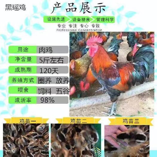 南宁黑瑶鸡苗 诚信交易孵化场直销一手货源，质量保证技术指导