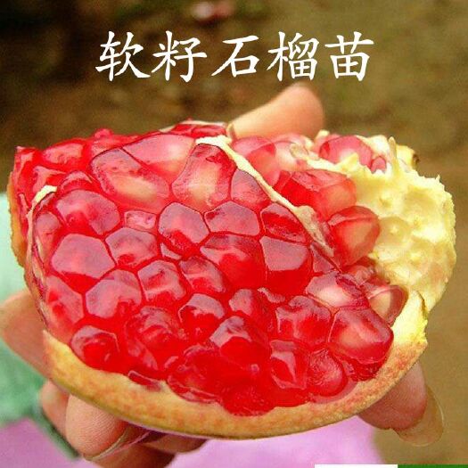 平邑县突尼斯软籽石榴树苗  【看精品】下单基地现挖发货！根系发达保湿！包品种！成活率高！