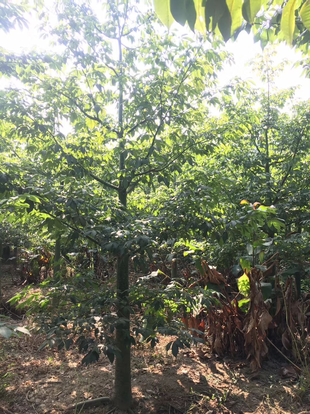  大量供应大腹木棉（大福木棉）