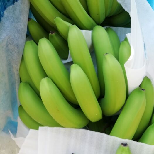 玉林威廉斯香蕉 八成熟