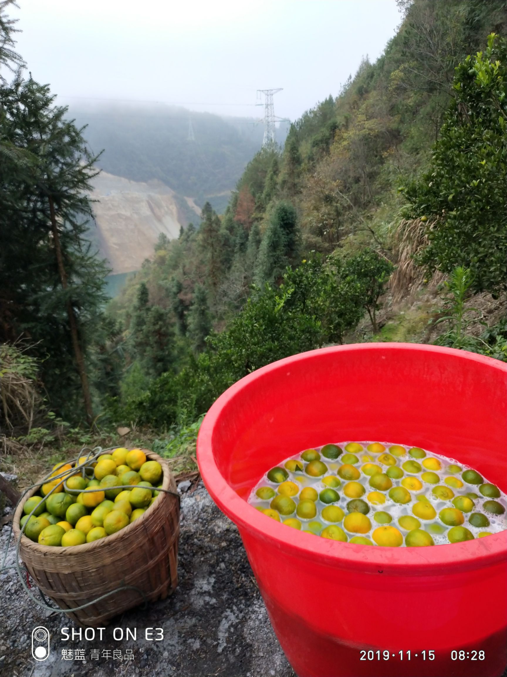 椪柑 湘西碰柑