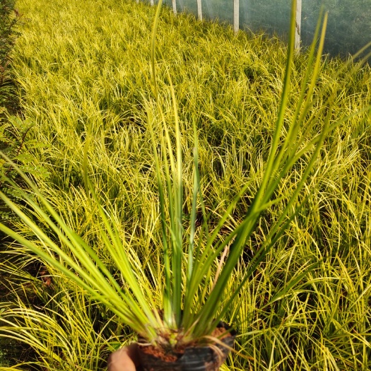 宜良县金叶菖蒲  高度30公分 云南昆明苗木基地直销批发