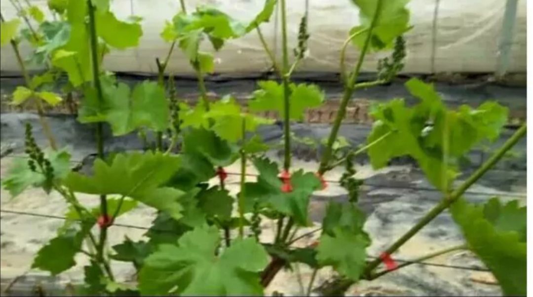 蓝宝石葡萄苗 当年挂果蓝宝石葡萄树苗，品种正宗，包成活，基地现挖现发